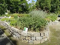 Kräuter und Gewürzpflanzen