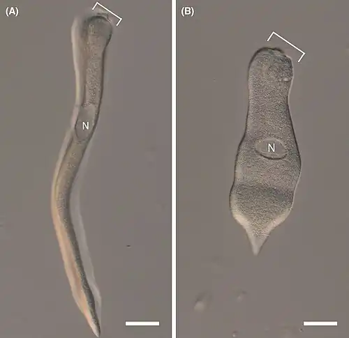 DIC-Aufnahme lebender Trophozoiten von Platy­proteum vivax (Squirmida); (A) länglicher, (B) halbkontrahierter Trophozoit. N: Zellkern; Klammer: „Vorderer Apparat“ (en. anterior apparatus)[A. 4]