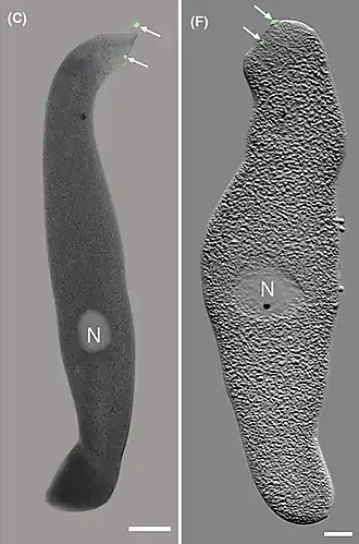 Die Kombination verschiedener Bild­ge­bungs­ver­fahren zeigt zwei Körperchen (engl. distinct bodies) in den Trophozoiten (links dorsal, rechts ventral). N:&nbsp;Zell­kern, Balken: 20&nbsp;µm.