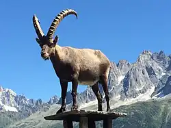 Alpensteinbock, Männchen