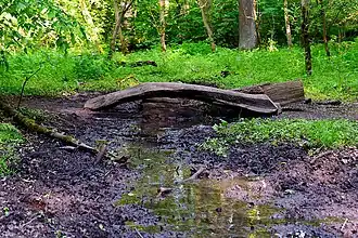 Bachlauf mit „Totholz-Brücke“