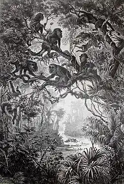 Brüllaffen am Rio Escalante, Chromolithografie nach einem Aquarell von Anton Goering, Sammlung Museum Burg Posterstein