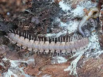 Brachydesmus superus ist eine der kleineren heimischen Arten und häufig zu finden