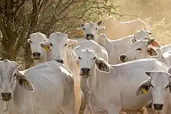 Brahman-Herde in Namibia