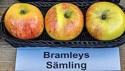 Bramleys Sämling