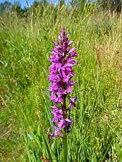 Breitblättriges Knabenkraut (Dactylorhiza majalis) – Einzelfund im NSG