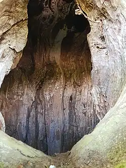 Öffnung auf etwa 2 Metern Höhe. Das Innere des Stammes ist hohl.