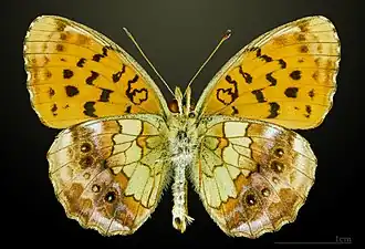 △ Brombeer-Perlmuttfalter