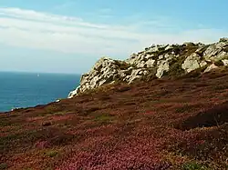 Küstenheide am Cap de la Chèvre (Bretagne, Frankreich)