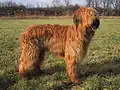 Briard