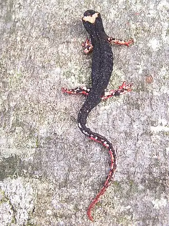 Südlicher Brillen-salamander
