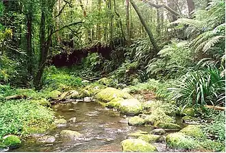 Der Brindle Creek im Border-Range-Nationalpark