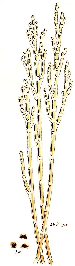 Audouinella pygmaea [Chantransia pygmaea]. Illustration von 1882/84.