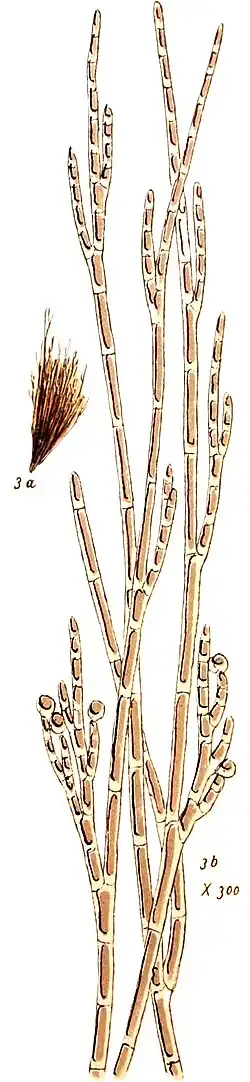 A. chalybea [Chantransia chalybea]. Illustr. von 1882/84.