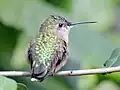 Breitschwanzkolibri (Selasphorus platycercus), Weibchen