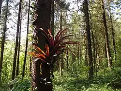 Jardin Jungle Karlostachys