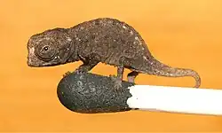 Jungtier von Brookesia micra auf einem Streichholzkopf