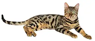Bengal (Katzenrasse)