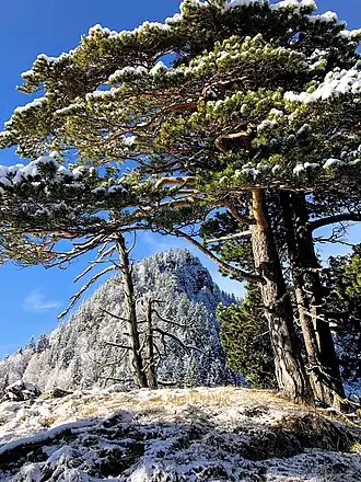 Brunnsteingipfel mit Blick zum Waxenstein