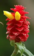 Costus barbatus