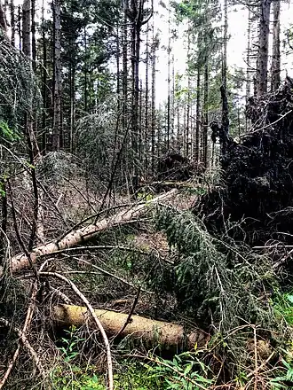 Buchenauer Kopf, Gipfelbereich