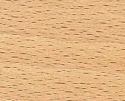 Buchenholz (Fagus sylvatica) mit Holzstrahlen (Tangentialschnitt)