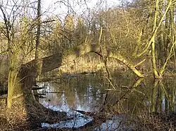 Gold-Gelbe Sicht im Winter 2007: Blick Richtung Nordosten, im Vordergrund ein umgefallener Baum. Standort im Gehölz, 10&nbsp;m vom Pfad.