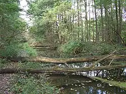 Der Seegraben, Zufluss zum Bogensee. Blick Richtung Quelle. Standort fast an der Mündung. Umgefallene Bäume über Pfad und Graben.