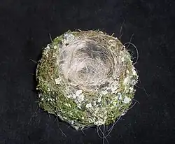 Nest eines Buchfinks mit eingewebten Tier- und Menschenhaaren