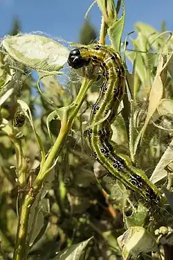 Raupe beim Verzehr eines Buchsbaumblattes