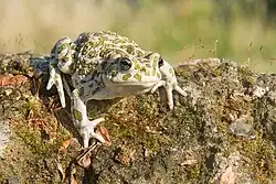 Bufotes balearicus (Böttger, 1880), hell pigmentiertes Weibchen aus der Toskana, Italien