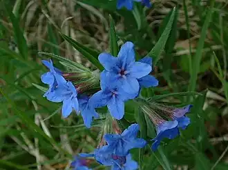 Purpurblaue Steinsame