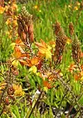 Bulbine frutescens