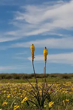 Bulbinella elegans[14]