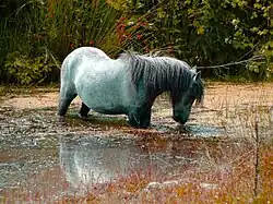 Ein graues Pony steht mit allen vier Beinen fast bis zum Bauch in einem stehenden Gewässer, das ringsum mit verschiedenfarbigen Gräsern und anderen Pflanzen bewachsen ist.