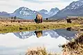 Bison im Lamar Valley, im Hintergrund Abiathar Peak und Amphitheater Mountain