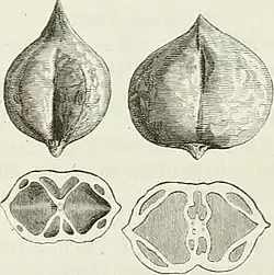 Japanische Walnuss (Herznuss)