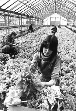 Salaternte im VEG&nbsp;Warnitz (1985)