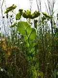 Stark gefährdet ist auch das kalkliebende Durchwachs-Hasenohr (Bupleurum rotundifolium).[3]