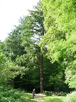 Förster-Keil-Douglasie im Sülzbachtal