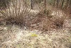 Bild 5: Standort und Grundmauerreste eines turmförmigen Gebäudes (April 2010)