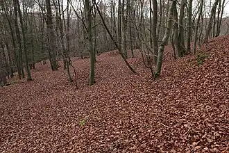 Bild 9: Blick nach Westen zur Spornspitze, die Bebauungsgrenze in dieser Richtung ist durch rezente Störungen nicht ganz klar (November&nbsp;2013)