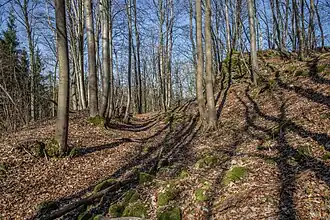 Bild 10: Profil des Wallgrabens in seinem Westteil (März&nbsp;2015)