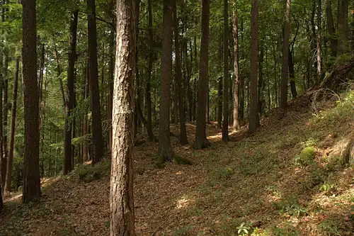 Bild 6: Das Ende des Hanggrabens an der Westseite des Burghügels