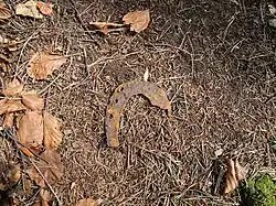 Bild 6: Rest eines Hufeisens am Burgstall