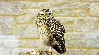 Kaninchenkauz (Athene cunicularia)