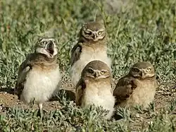 Junge Kaninchenkäuze