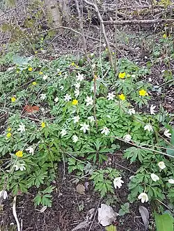 Buschwind­röschen und gelbes Windröschen am Ufer der Steinlach in Mössingen