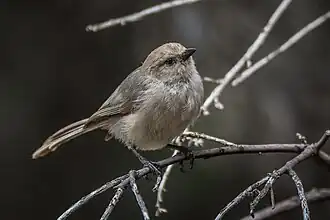 Männchen in Kalifornien