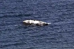 Der Buskam bei Göhren